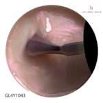 GL4Y1043